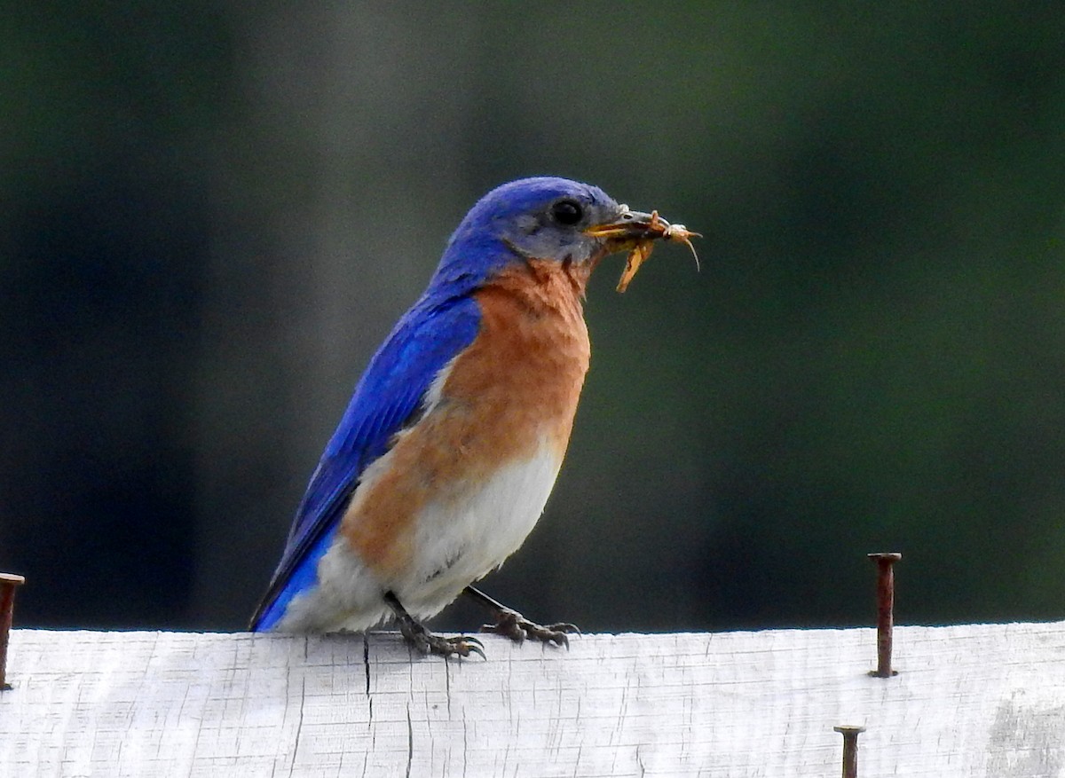 Eastern Bluebird - ML647328415