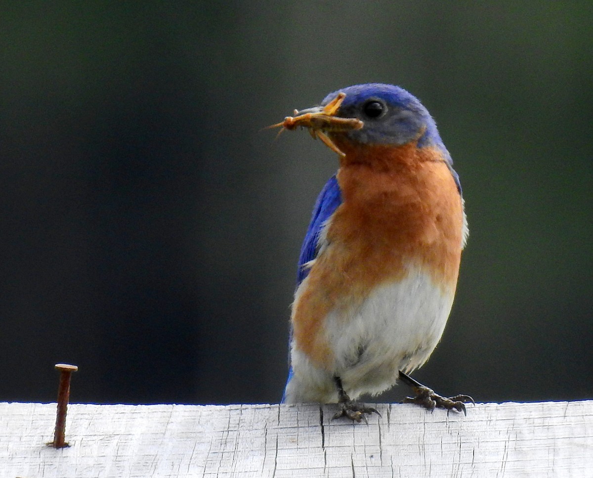 Eastern Bluebird - ML647328417