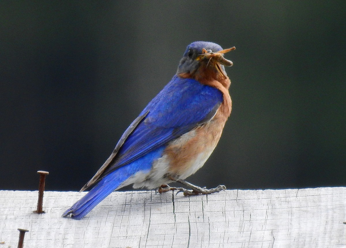 Eastern Bluebird - ML647328419