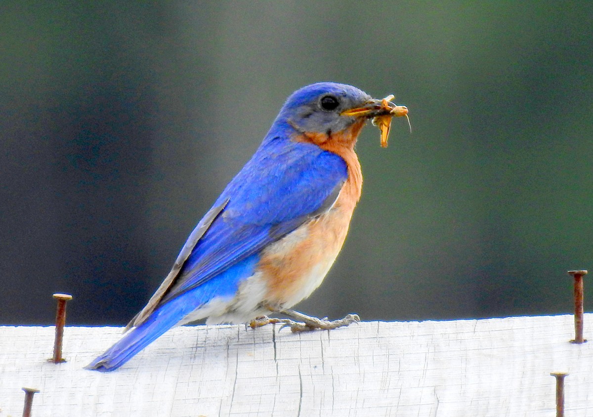 Eastern Bluebird - ML647328420