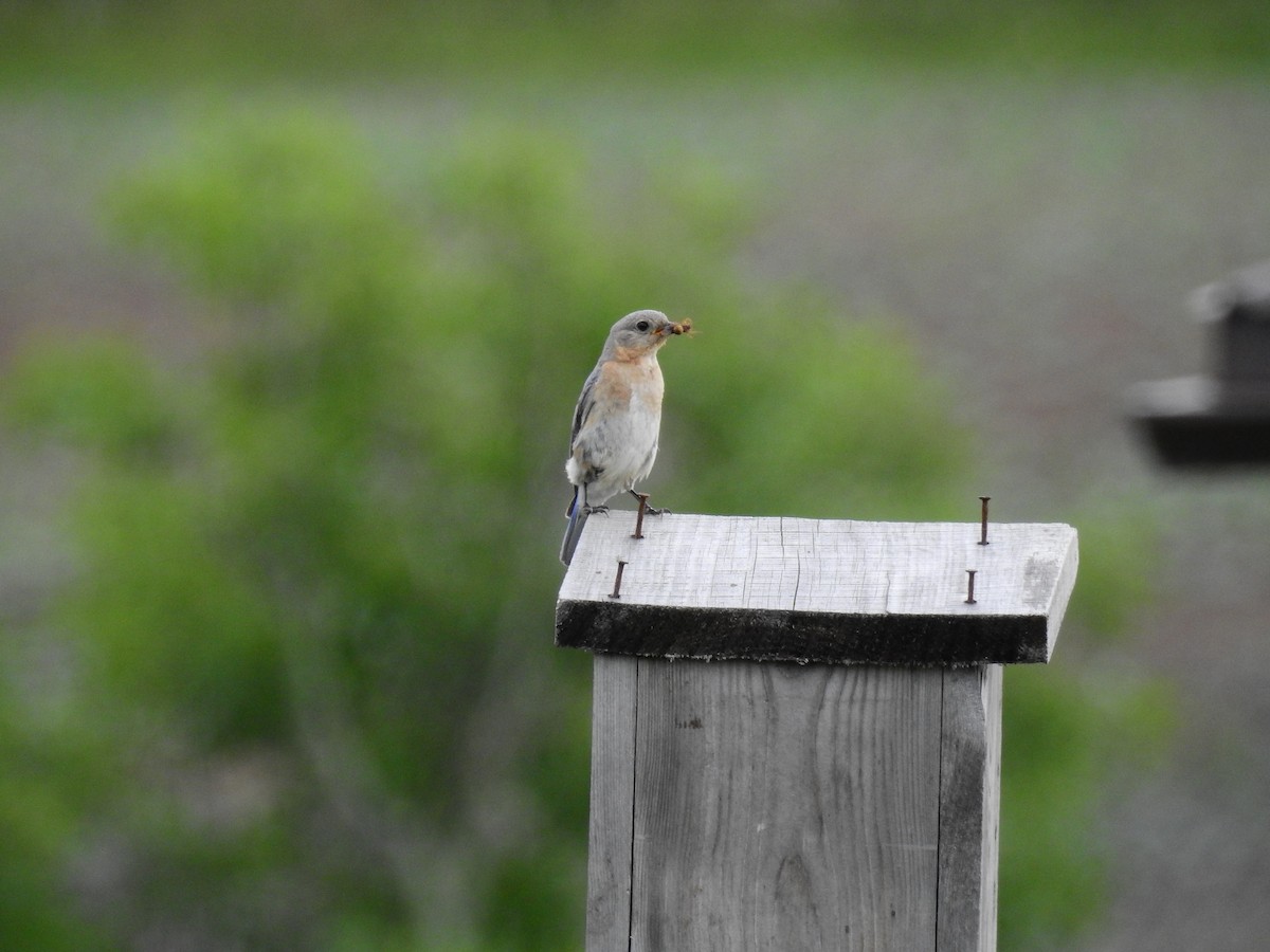 Eastern Bluebird - ML647328421