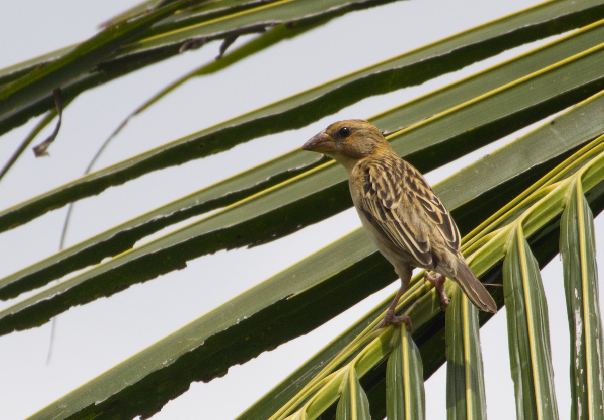 Baya Weaver - ML647328440