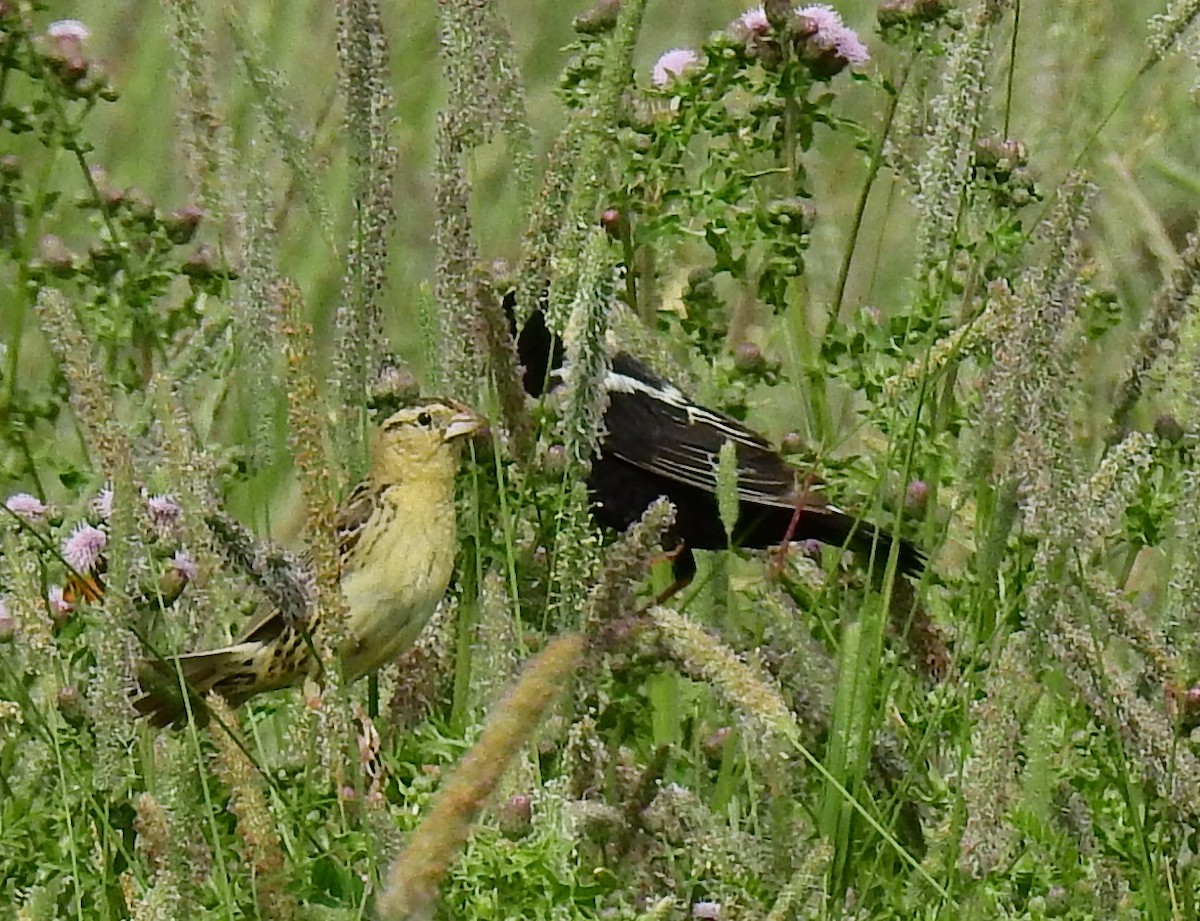 דרורן זהוב - ML647328443
