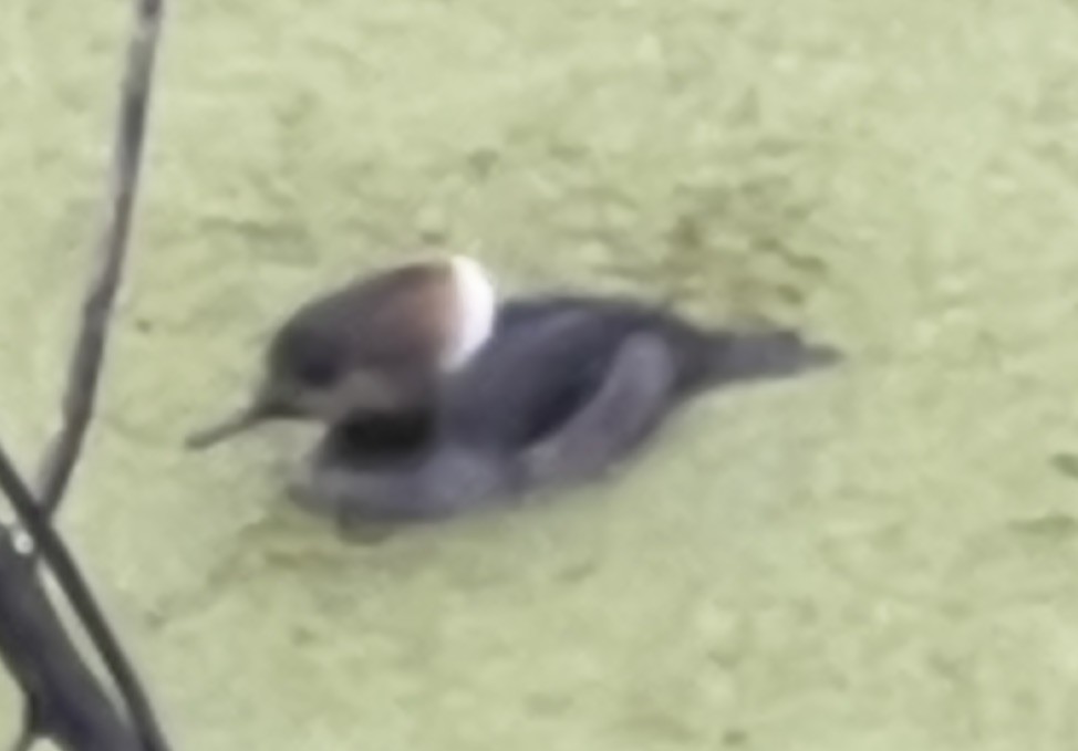 Hooded Merganser - ML647328457