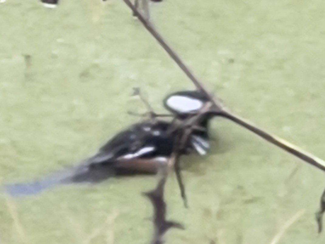 Hooded Merganser - ML647328458