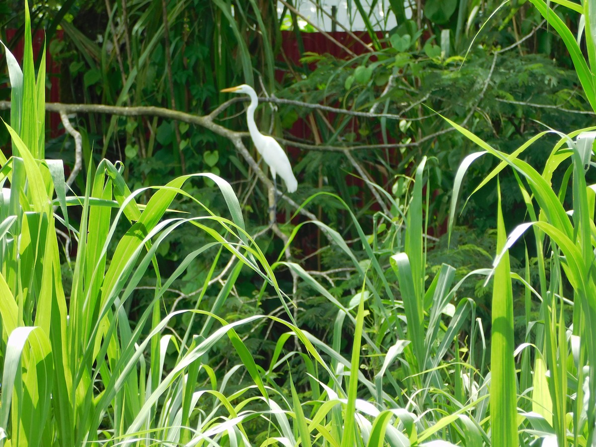 Great Egret - ML647328461
