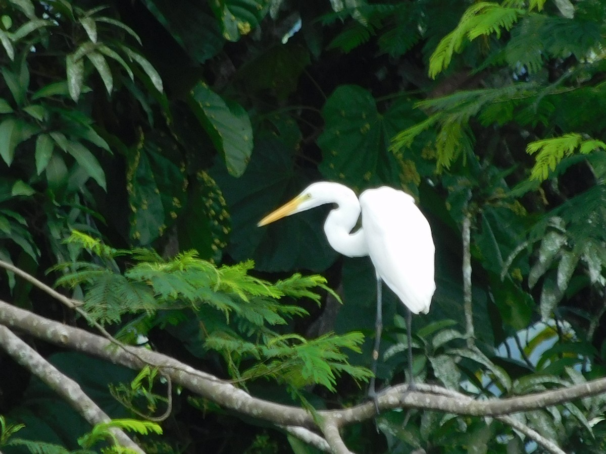Great Egret - ML647328462