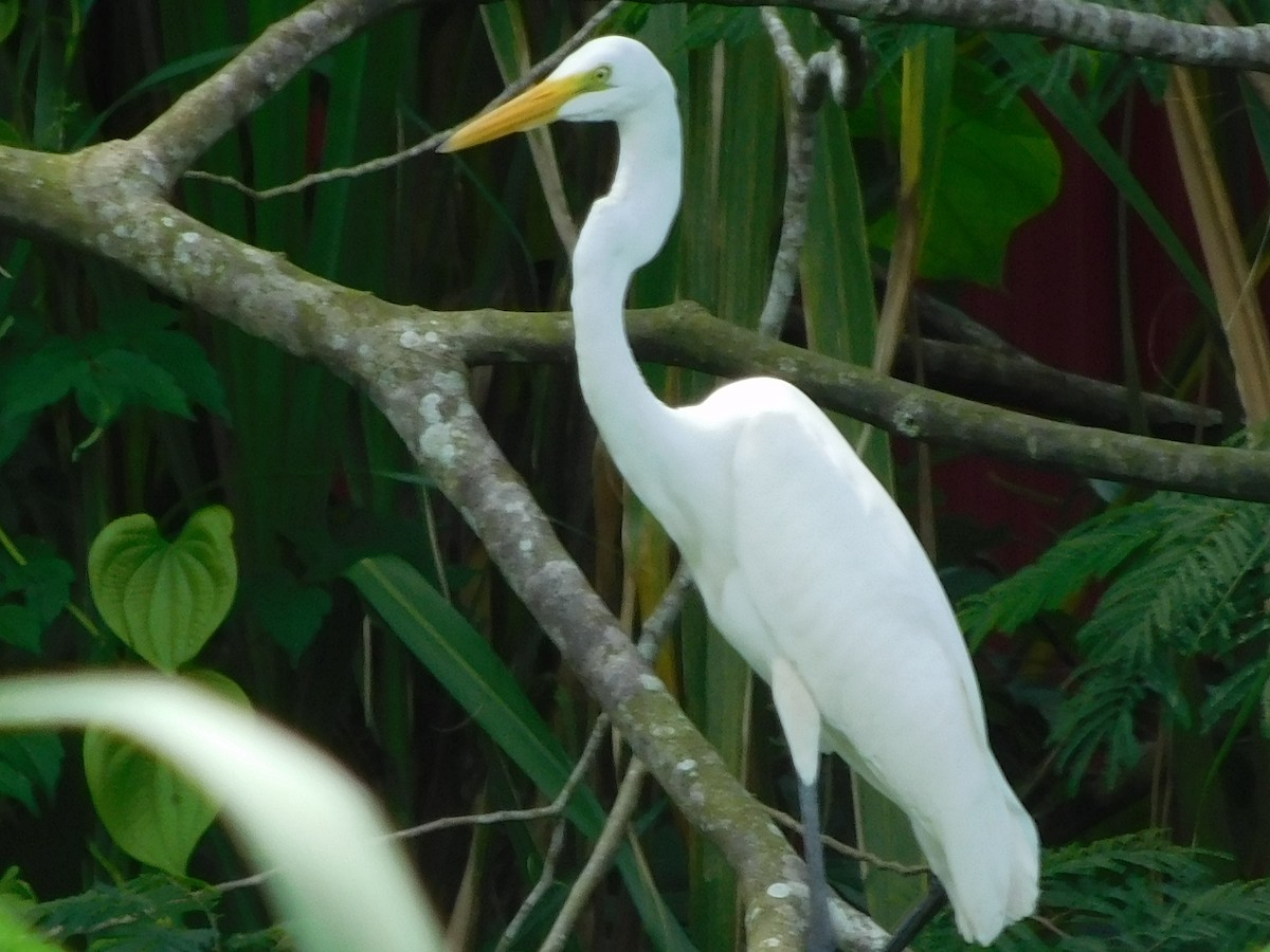 Great Egret - ML647328463