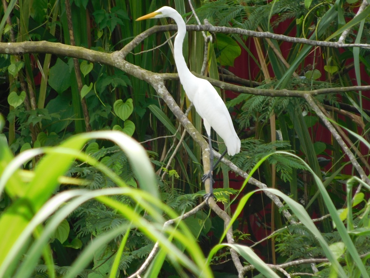 Great Egret - ML647328464