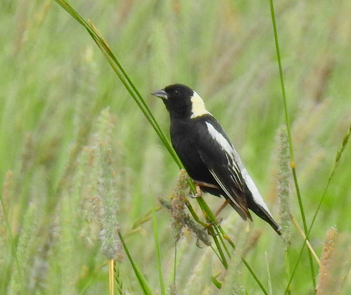 דרורן זהוב - ML647328465