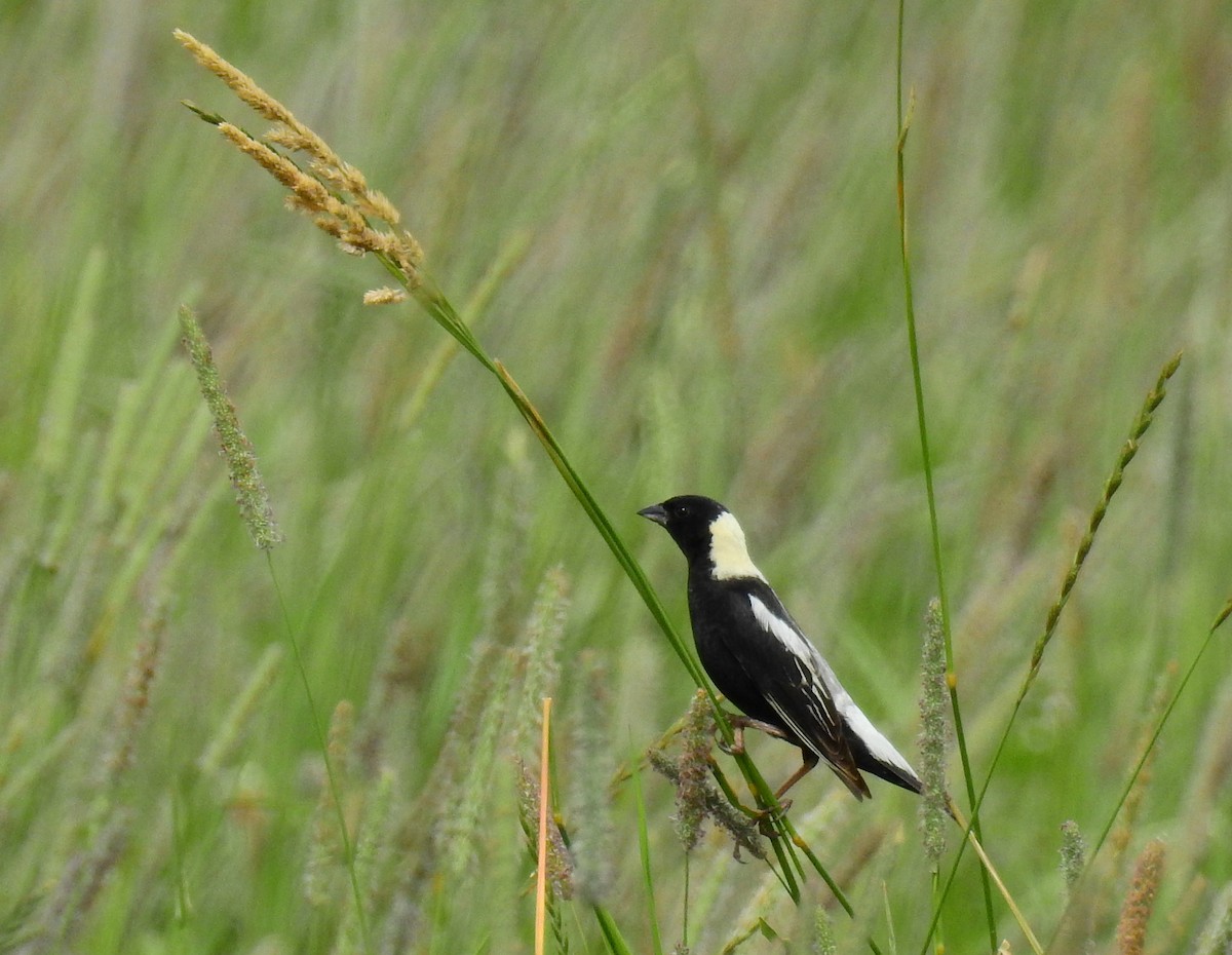 דרורן זהוב - ML647328466