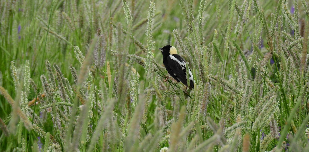 דרורן זהוב - ML647328467