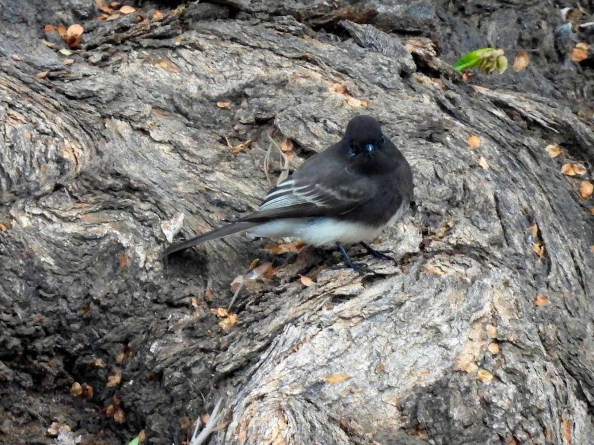 Black Phoebe - ML647328488