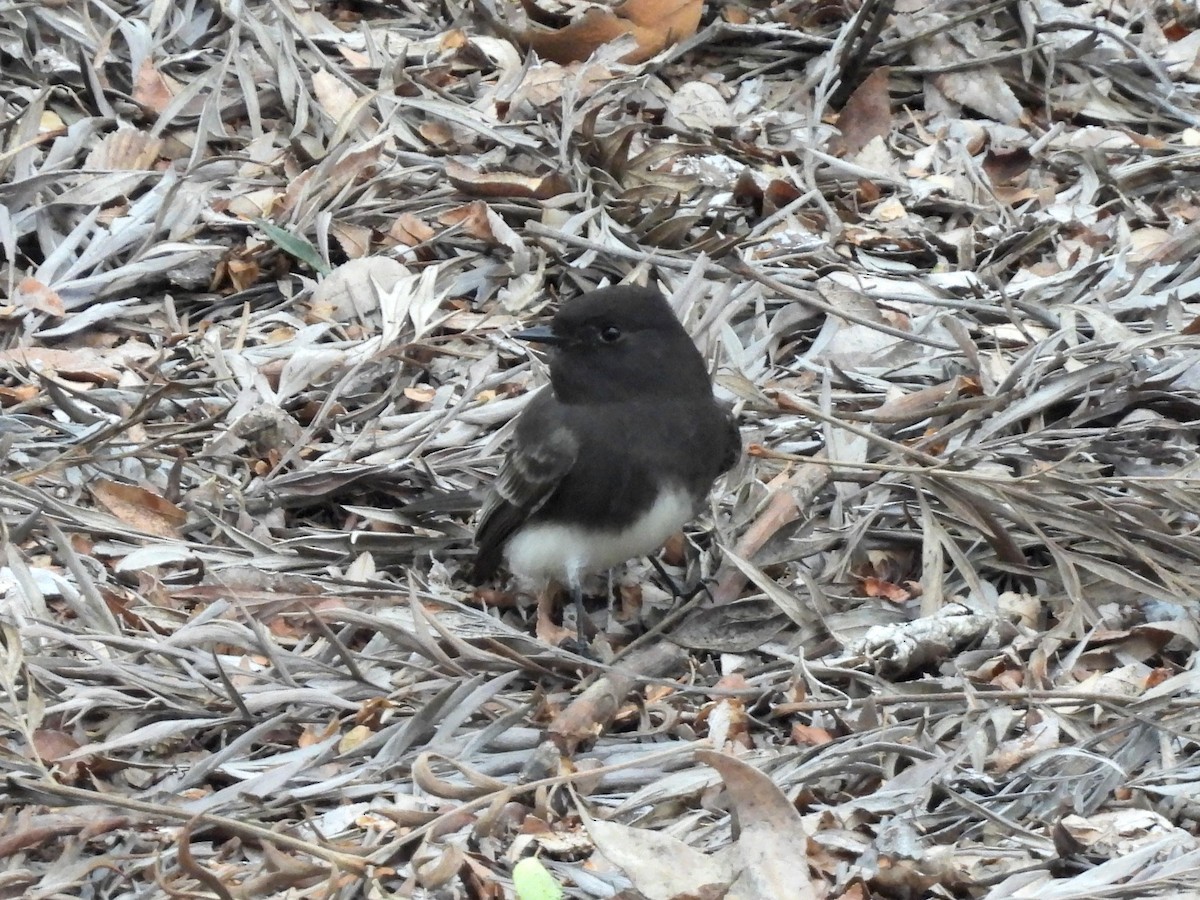 Black Phoebe - ML647328489