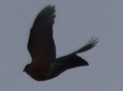 drozd stěhovavý - ML647328493