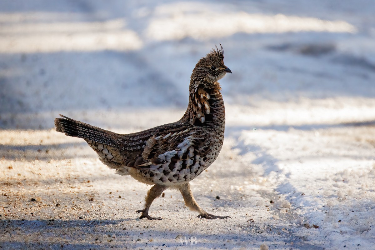 jeřábek kanadský - ML647328503