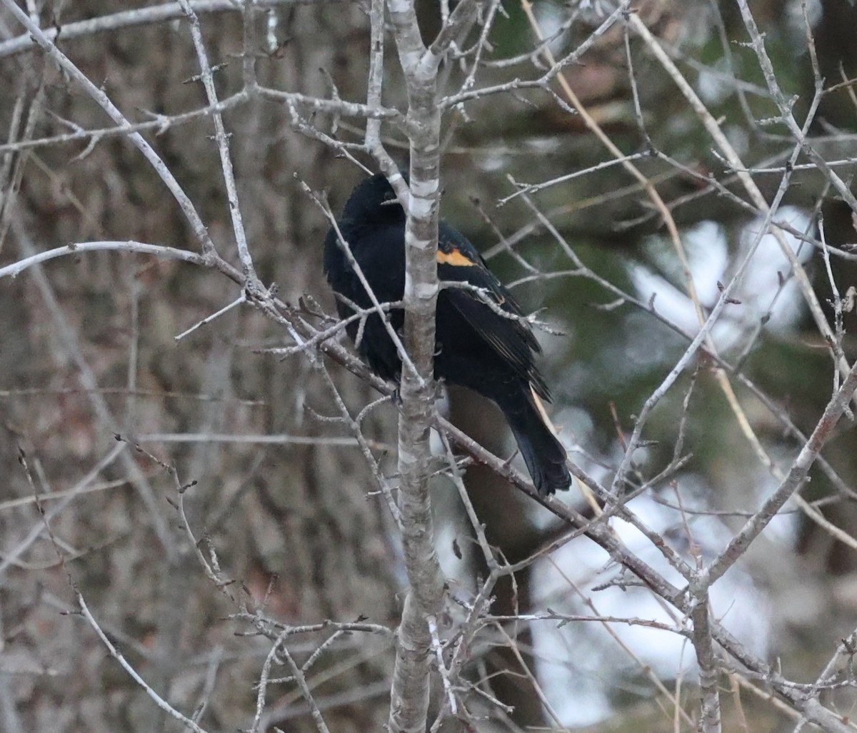 Red-winged Blackbird - ML647328504