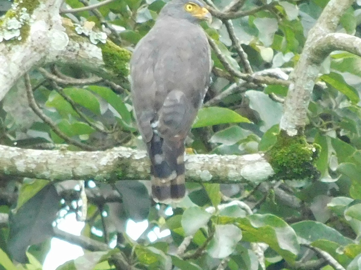 Roadside Hawk - ML647328509