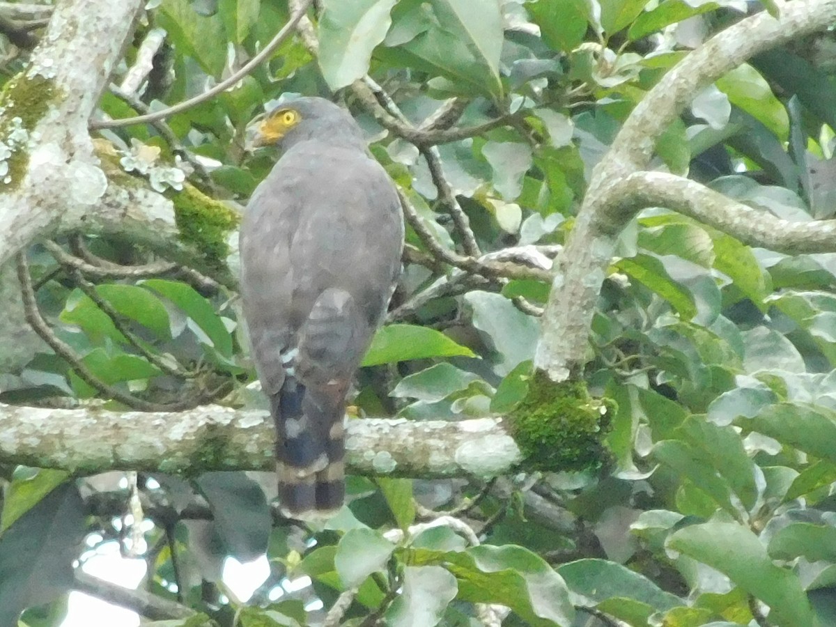 Roadside Hawk - ML647328510