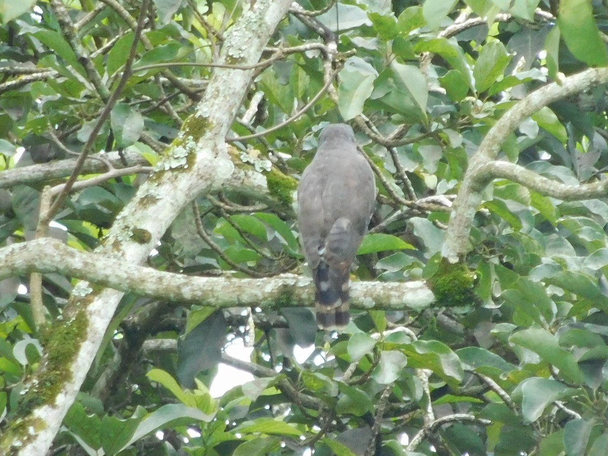 Roadside Hawk - ML647328511