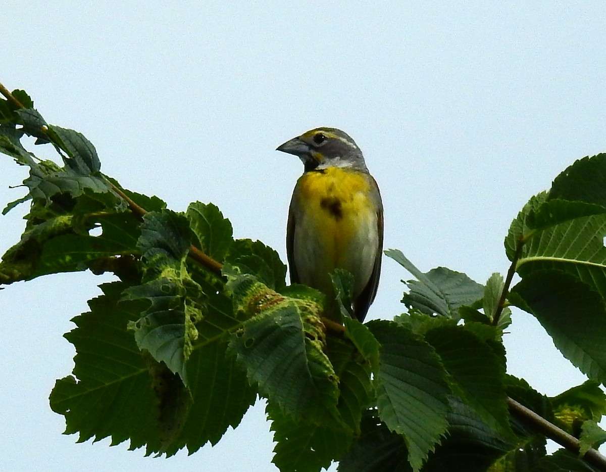 דיקסיסל - ML647328512