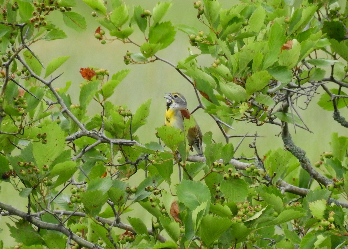 דיקסיסל - ML647328513