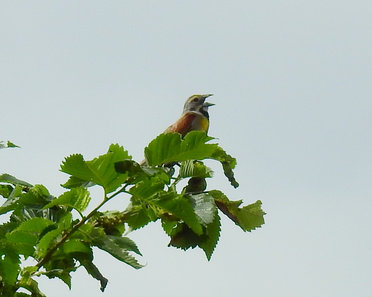דיקסיסל - ML647328514