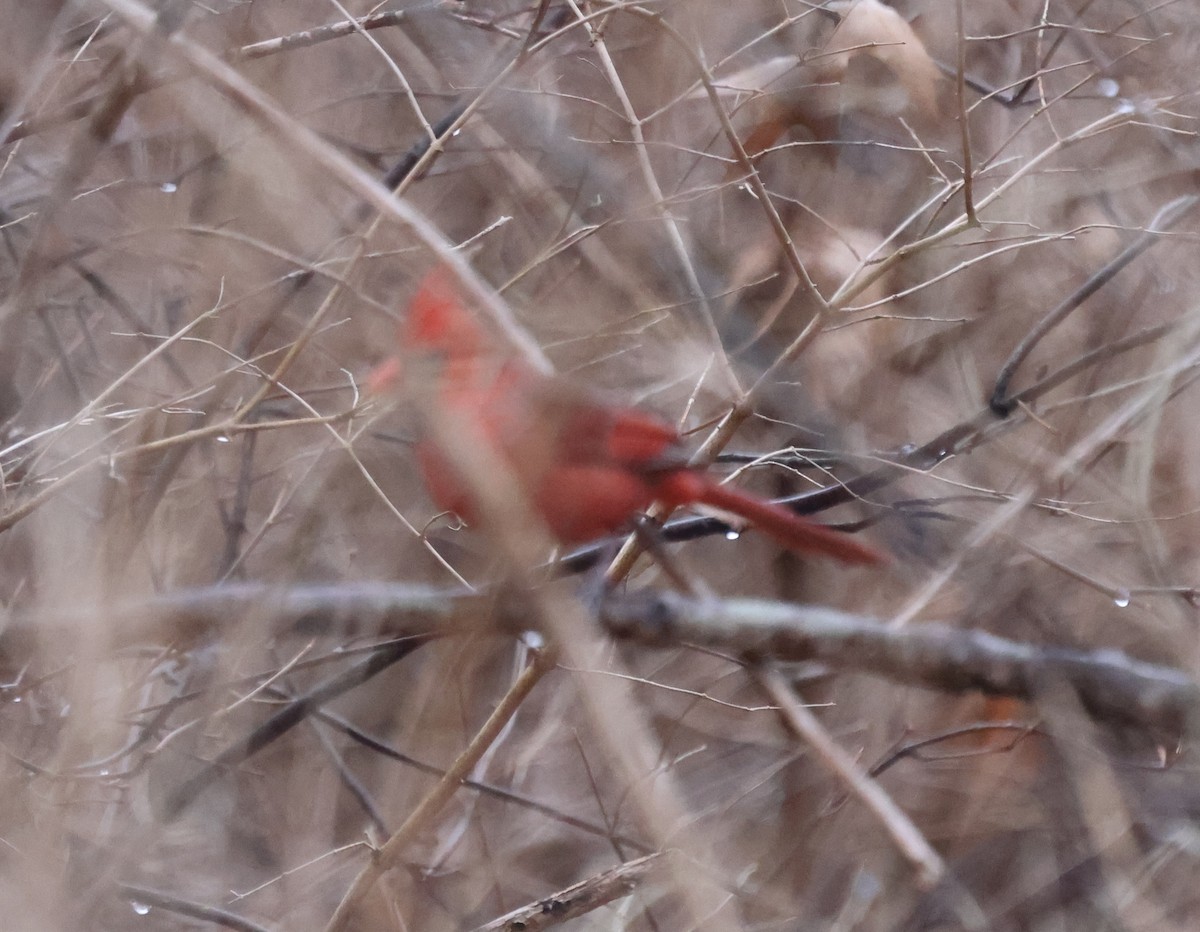 Красный кардинал - ML647328515