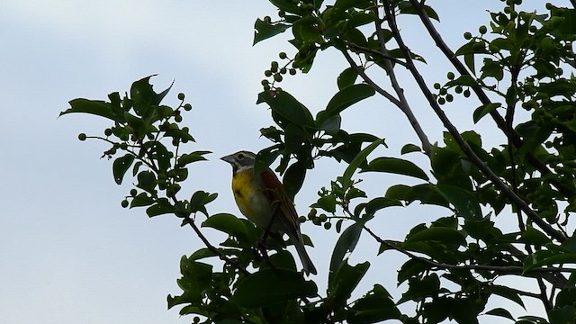 דיקסיסל - ML647328516