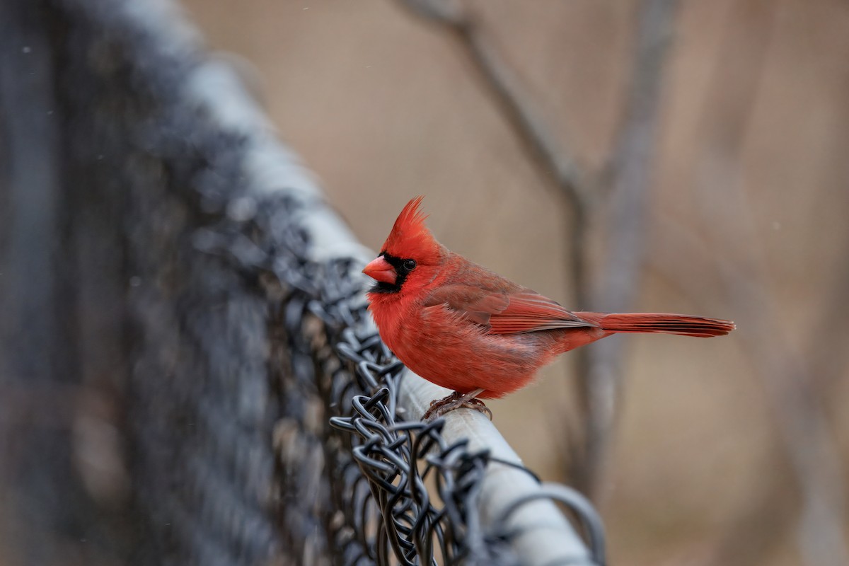 Красный кардинал - ML647328538