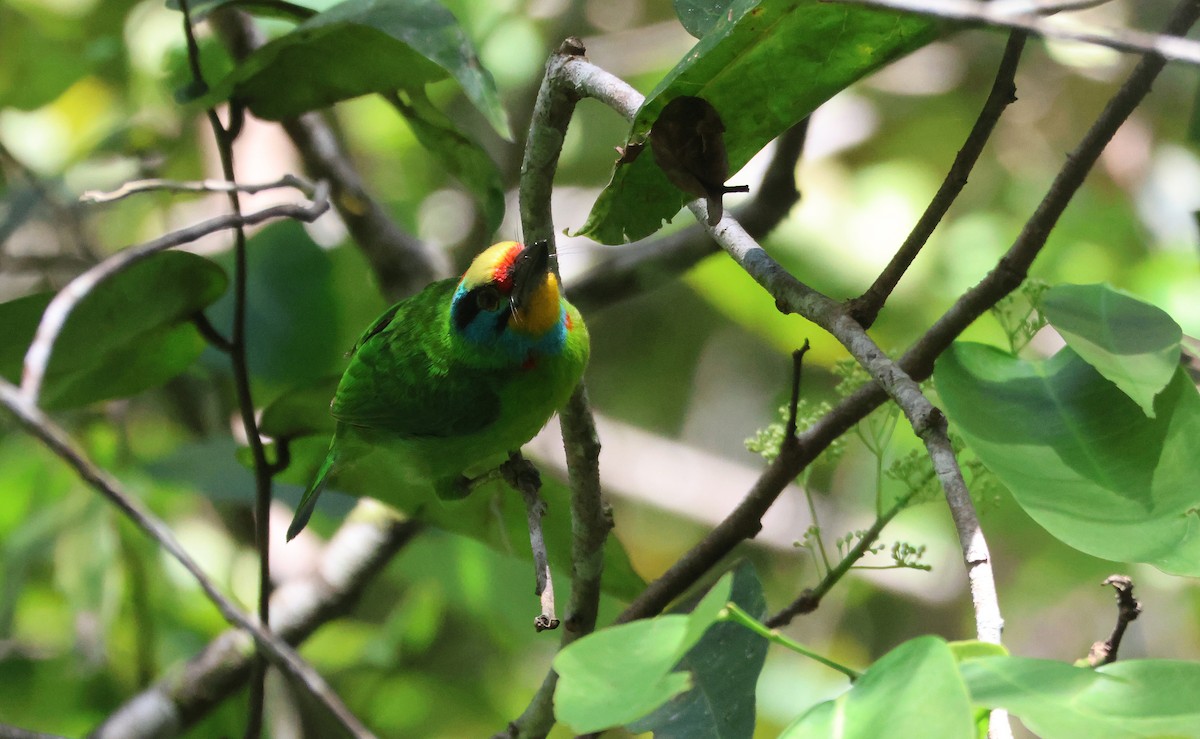 Black-browed Barbet - ML647328540