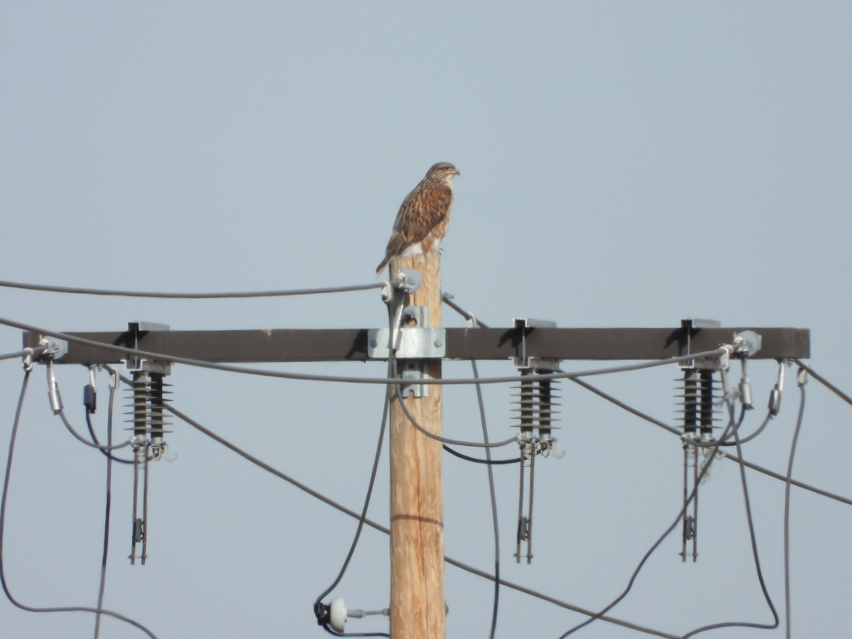 kongevåk - ML647328545