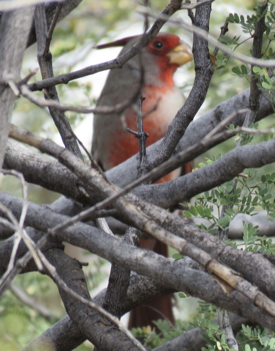 Kardinal grisa - ML647328561