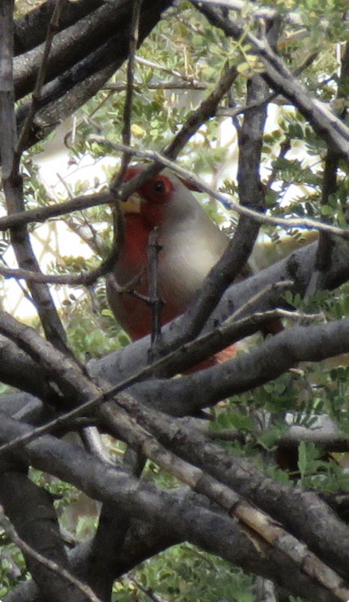 Kardinal grisa - ML647328562