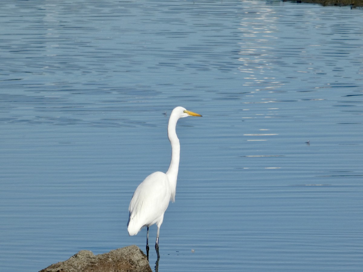 Great Egret - ML647328565