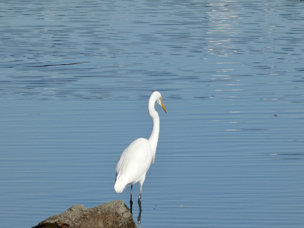Great Egret - ML647328566