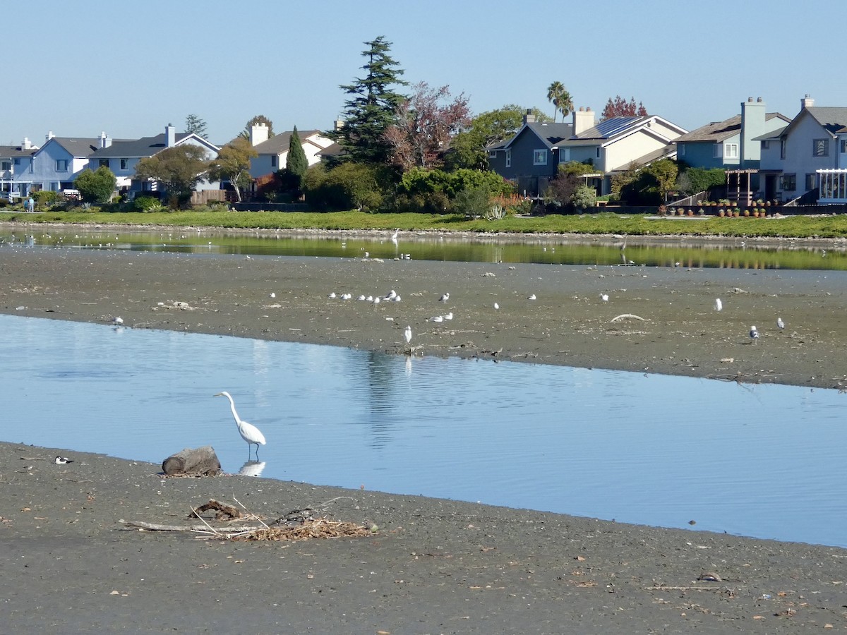 Great Egret - ML647328567