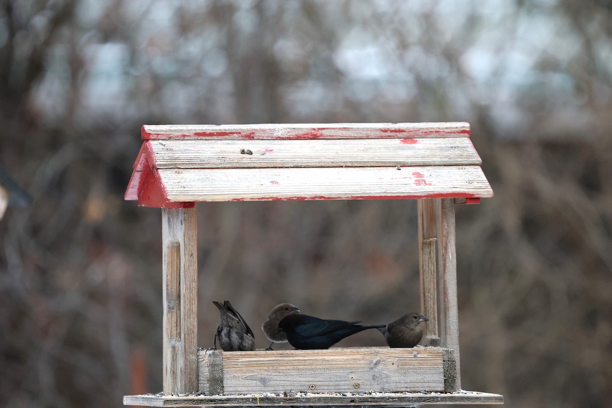 Brown-headed Cowbird - ML647328570