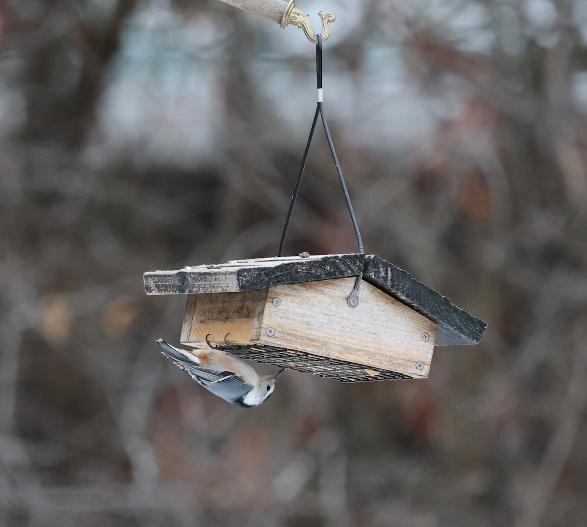 White-breasted Nuthatch - ML647328579