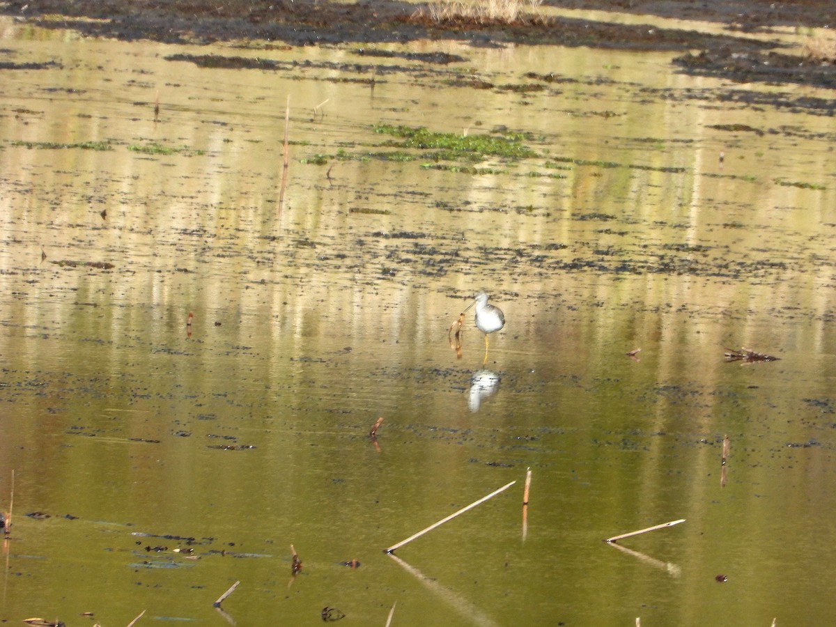 Greater Yellowlegs - ML647328581