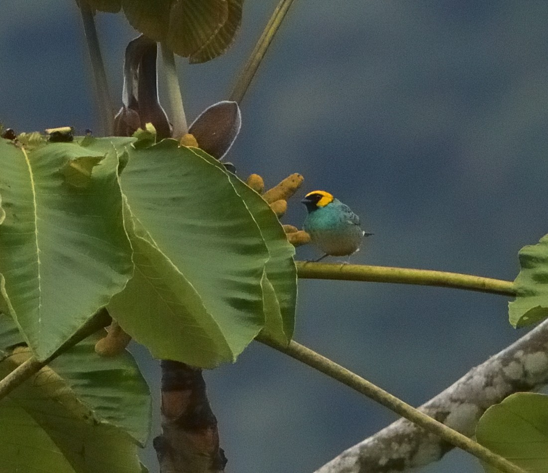 Safran Başlı Tangara - ML647328601