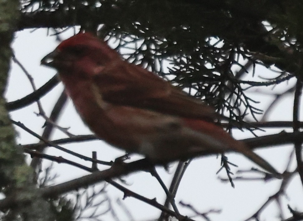 Purple Finch - ML647328603