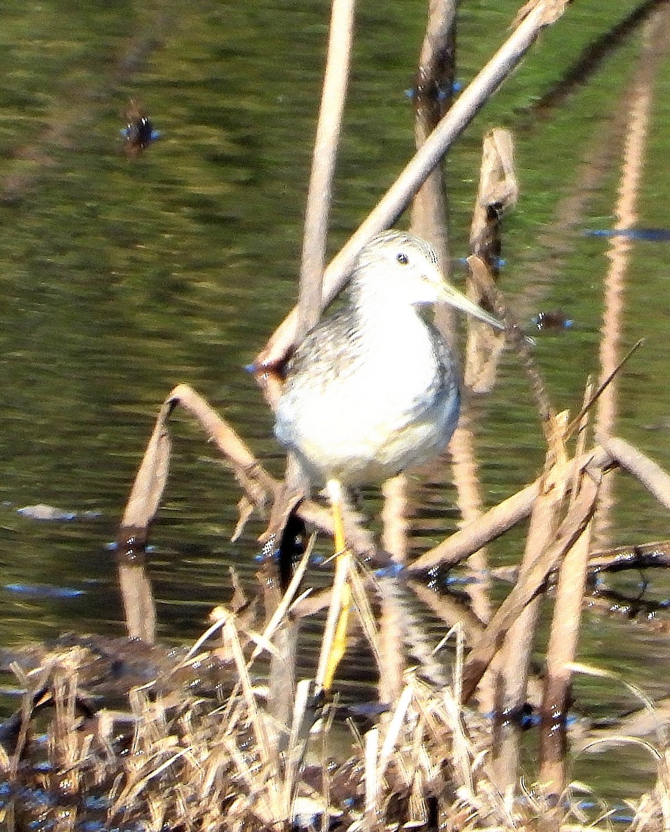 Greater Yellowlegs - ML647328605