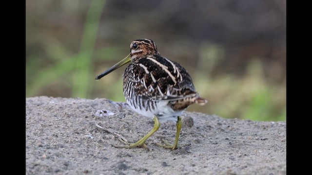 Wilson's Snipe - ML647328613