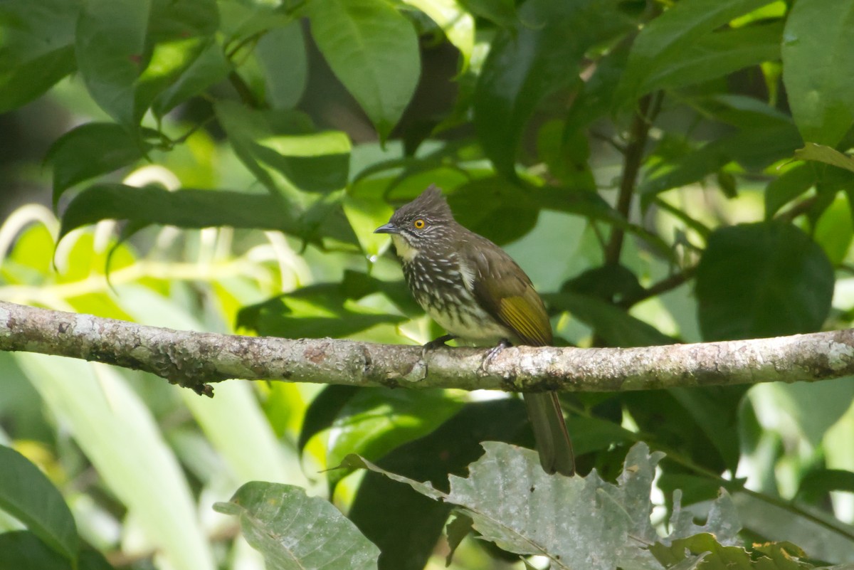 Cream-striped Bulbul - ML647328647