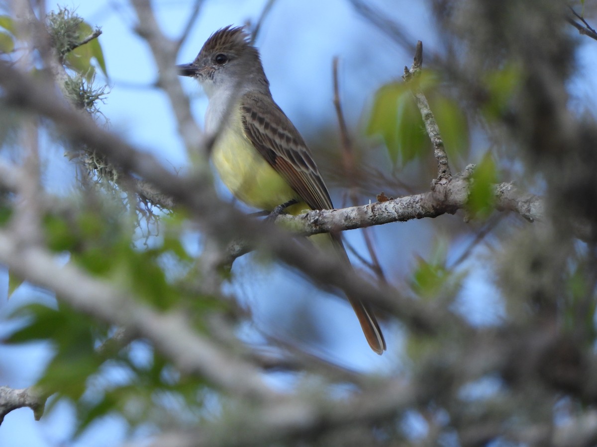 Brown-crested Flycatcher - ML647328653