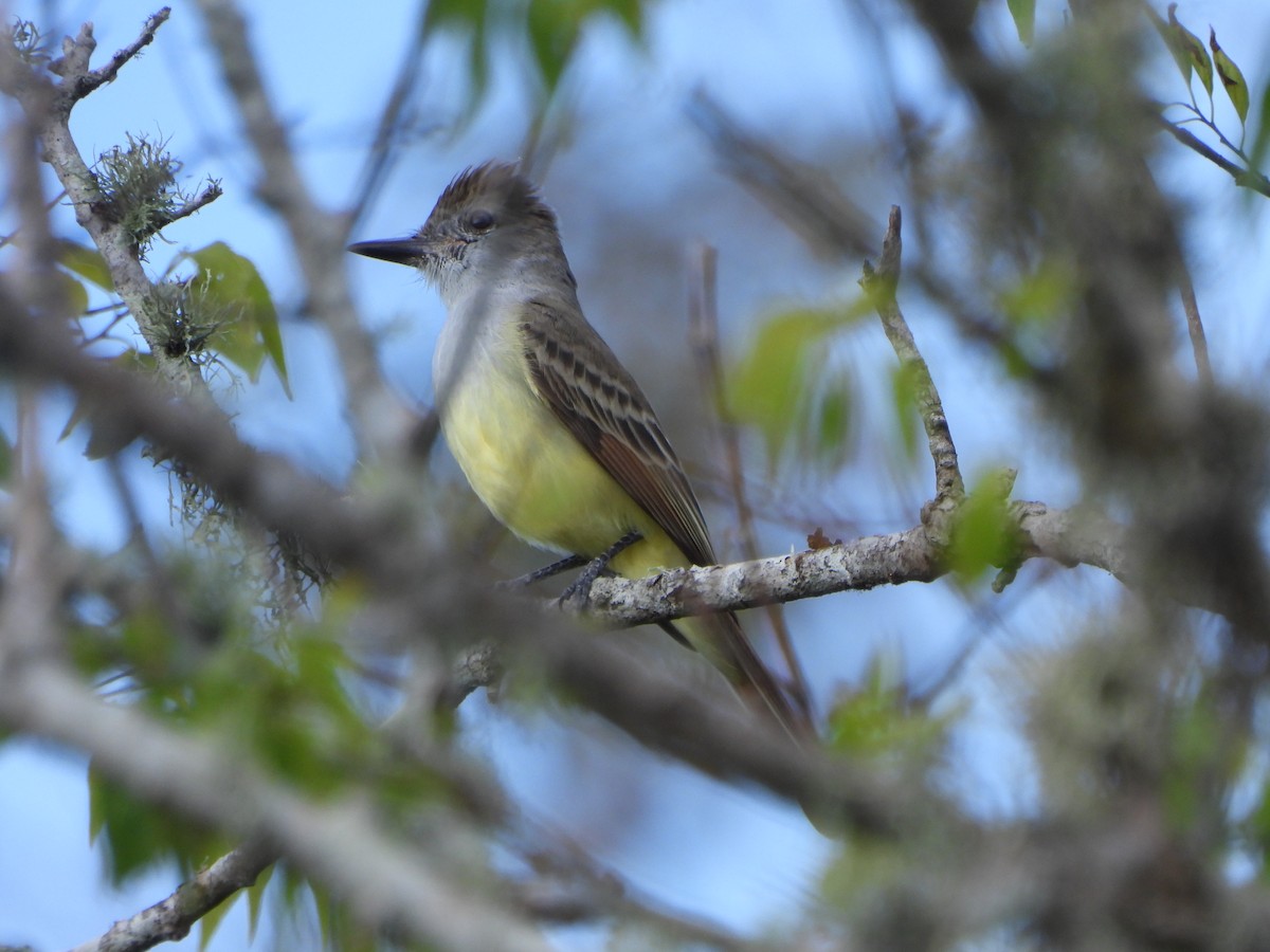 Brown-crested Flycatcher - ML647328654