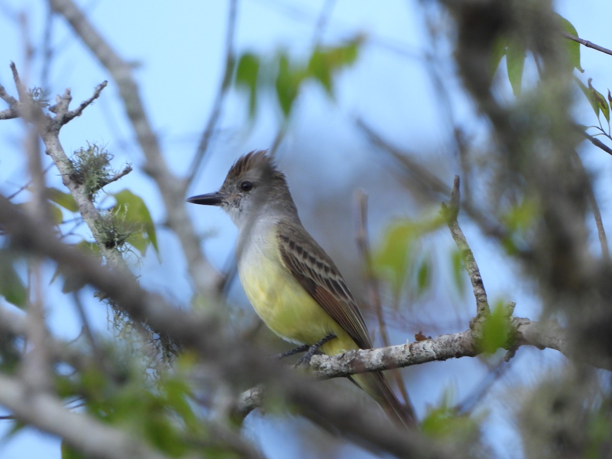 Brown-crested Flycatcher - ML647328655