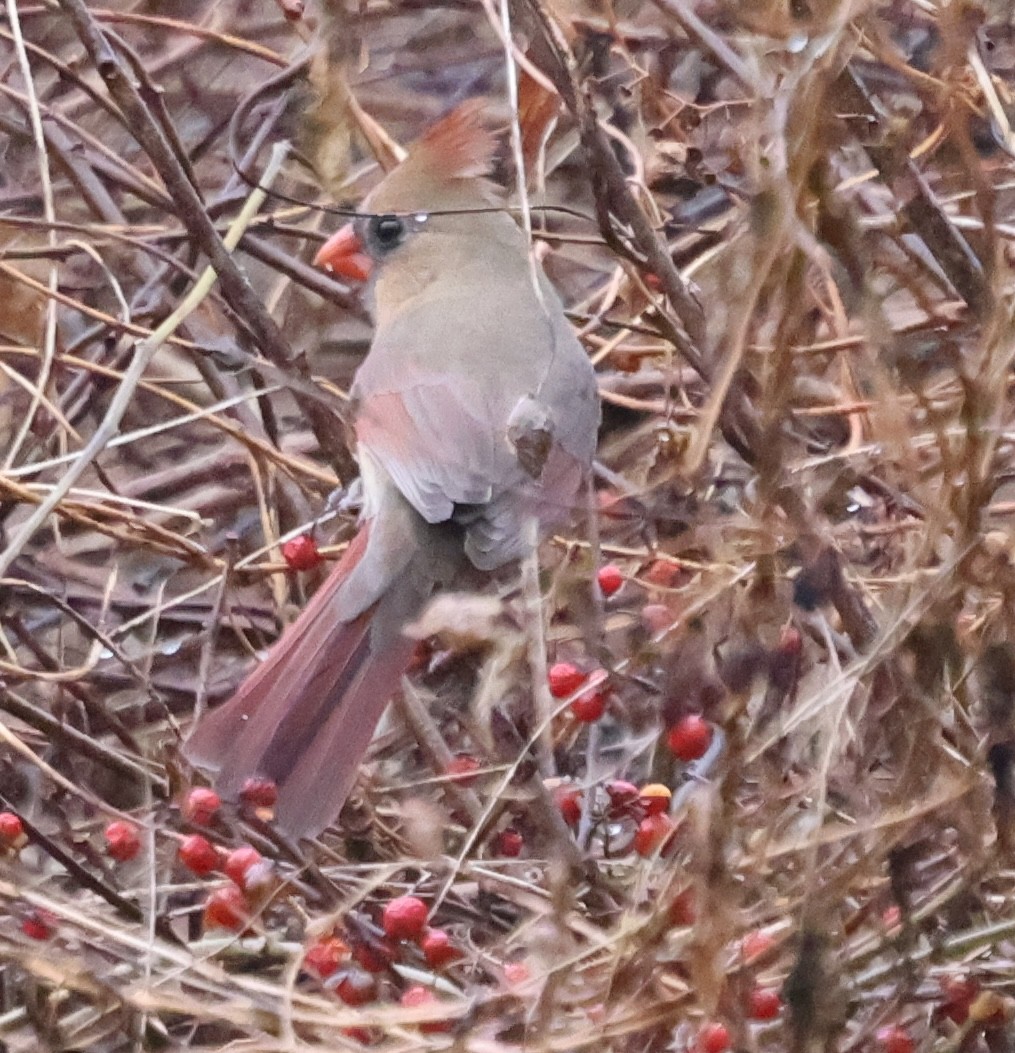 Красный кардинал - ML647328660