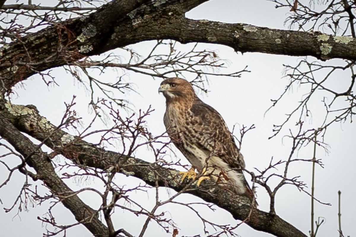 Red-tailed Hawk - ML647328664
